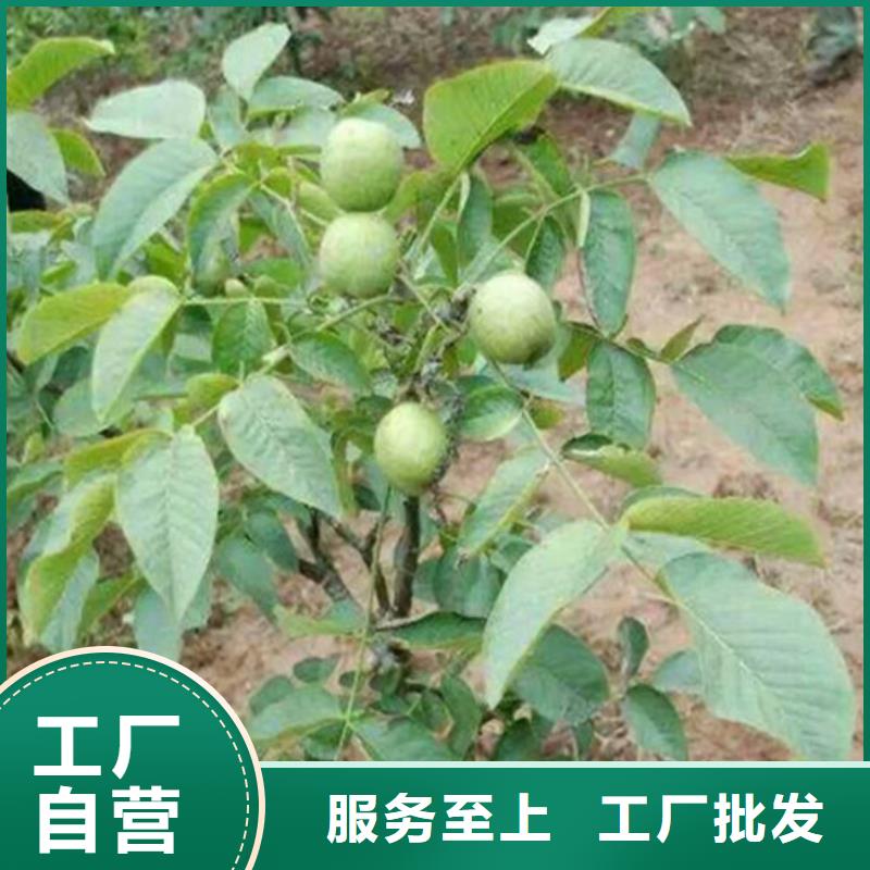 核桃苗青苹果树苗48小时发货应用广泛