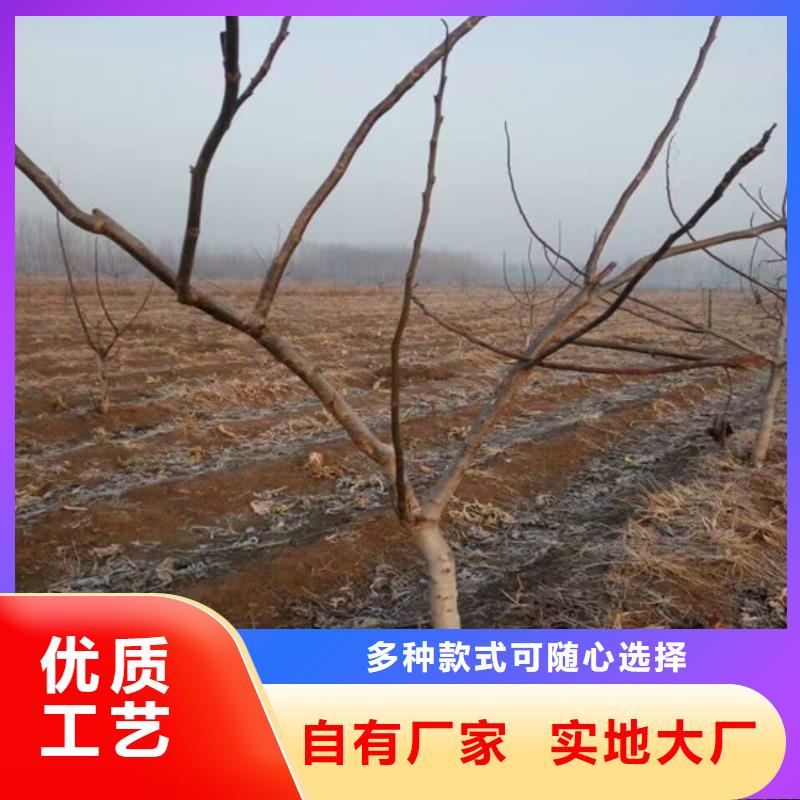 【核桃苗樱桃苗质量好】安装简单