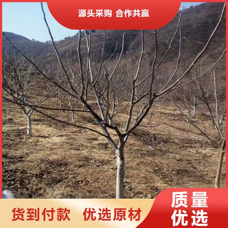 核桃苗果树苗批发基地量大从优应用领域