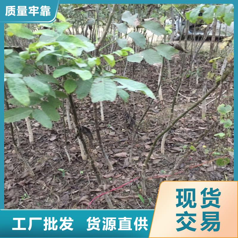 核桃苗梨树苗基地专注生产N年<本地>经销商