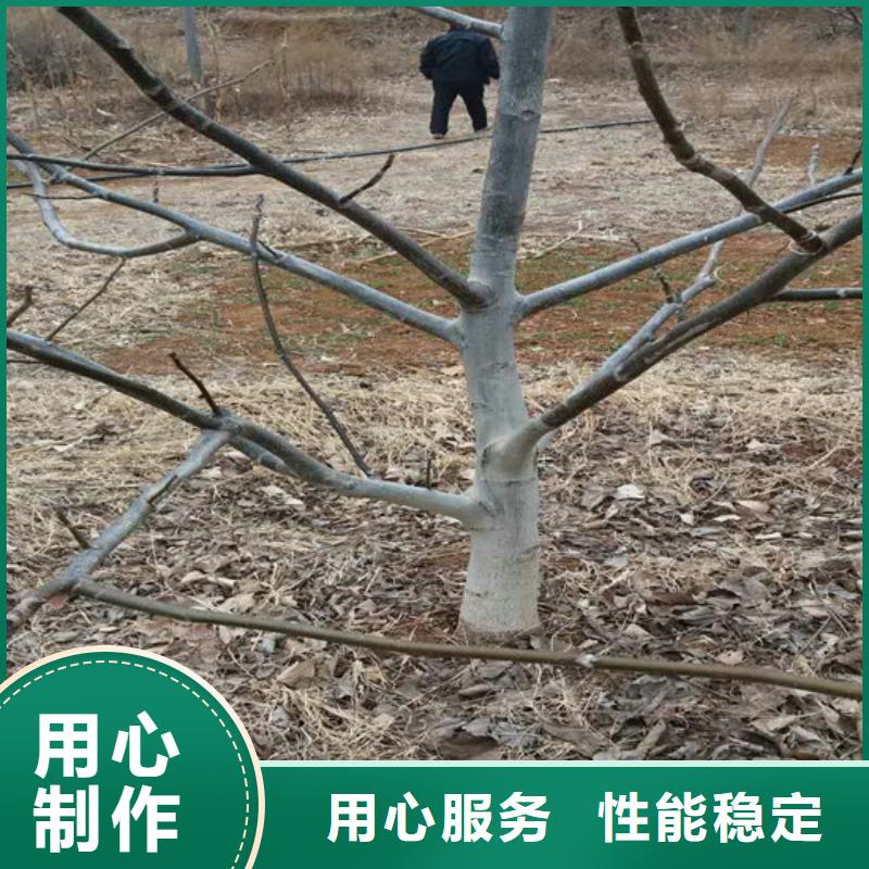 核桃苗桃树苗基地N年生产经验今年新款