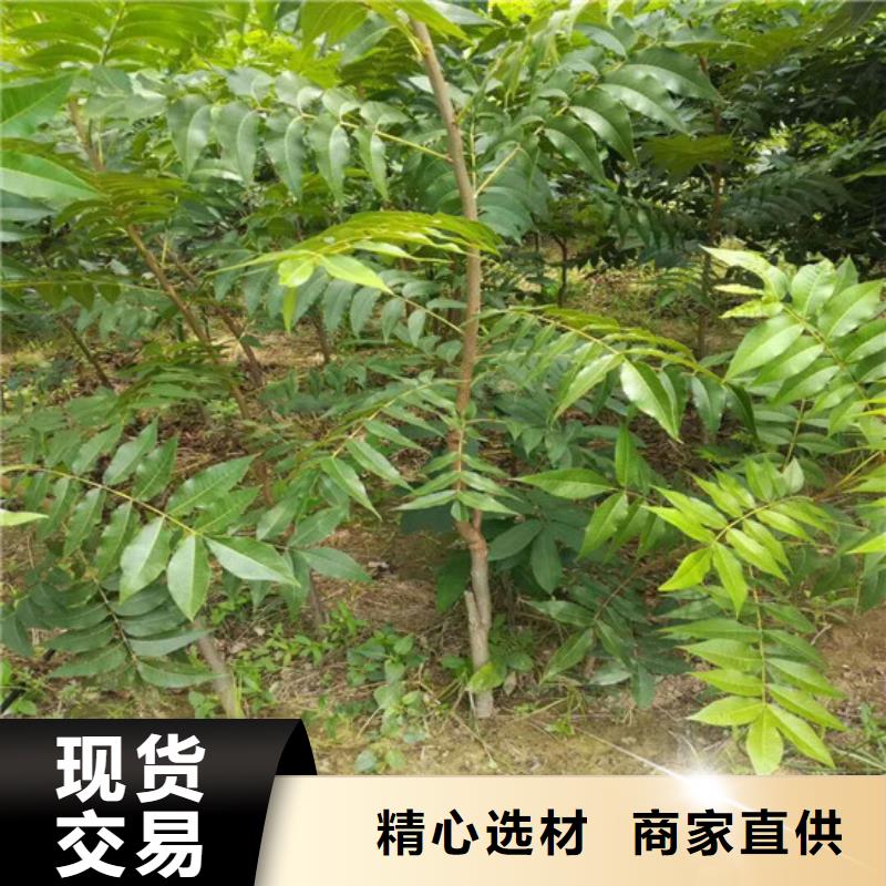 核桃苗花椒树苗大厂家实力看得见品质有保障