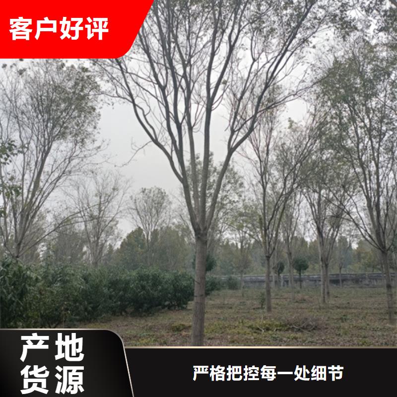 法桐小苗种植基地绿化乔木<本地>生产厂家