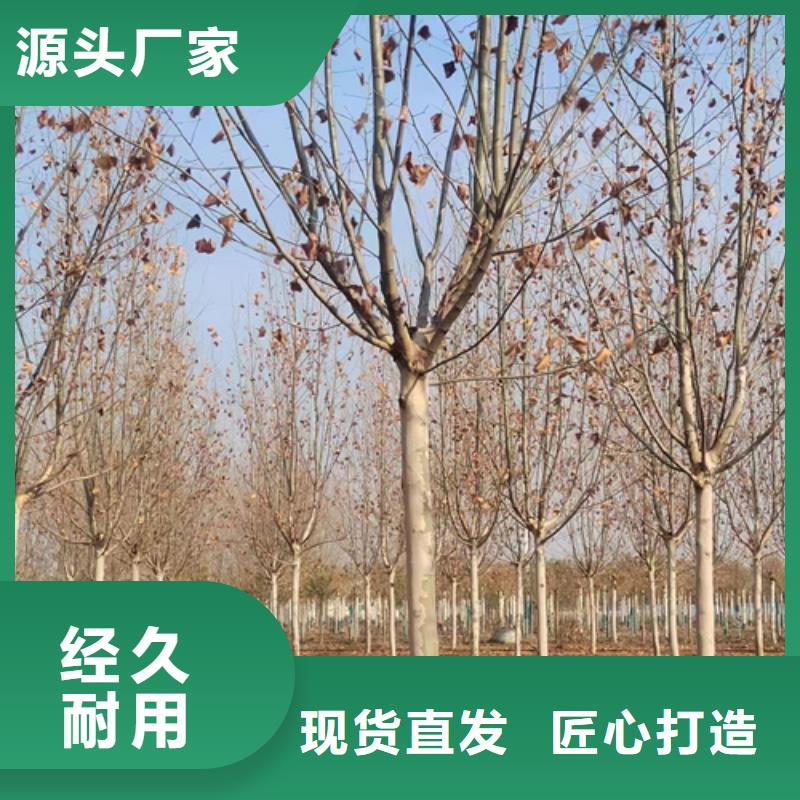 法桐小苗货源充足苗木基地[本地]公司