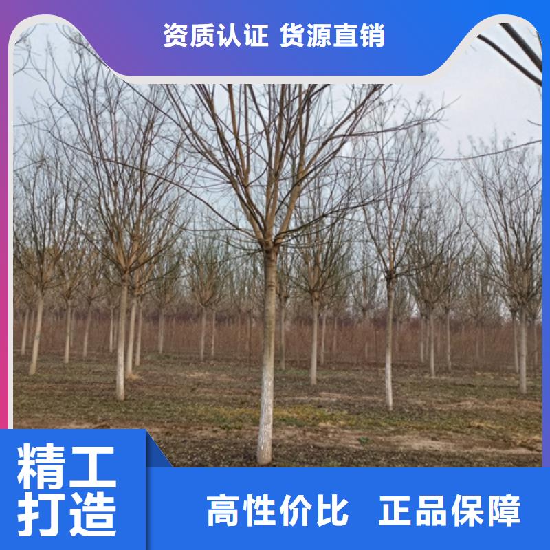 法桐小苗种植基地绿化苗木用品质赢得客户信赖