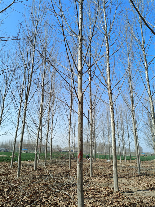 法桐种植基地苗木基地价格实惠工厂直供