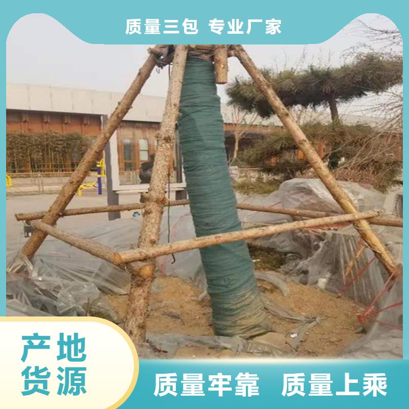 裹树布土工格室质量看得见工厂采购