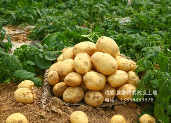 发酵鸡粪增肥蔬菜大棚地土壤